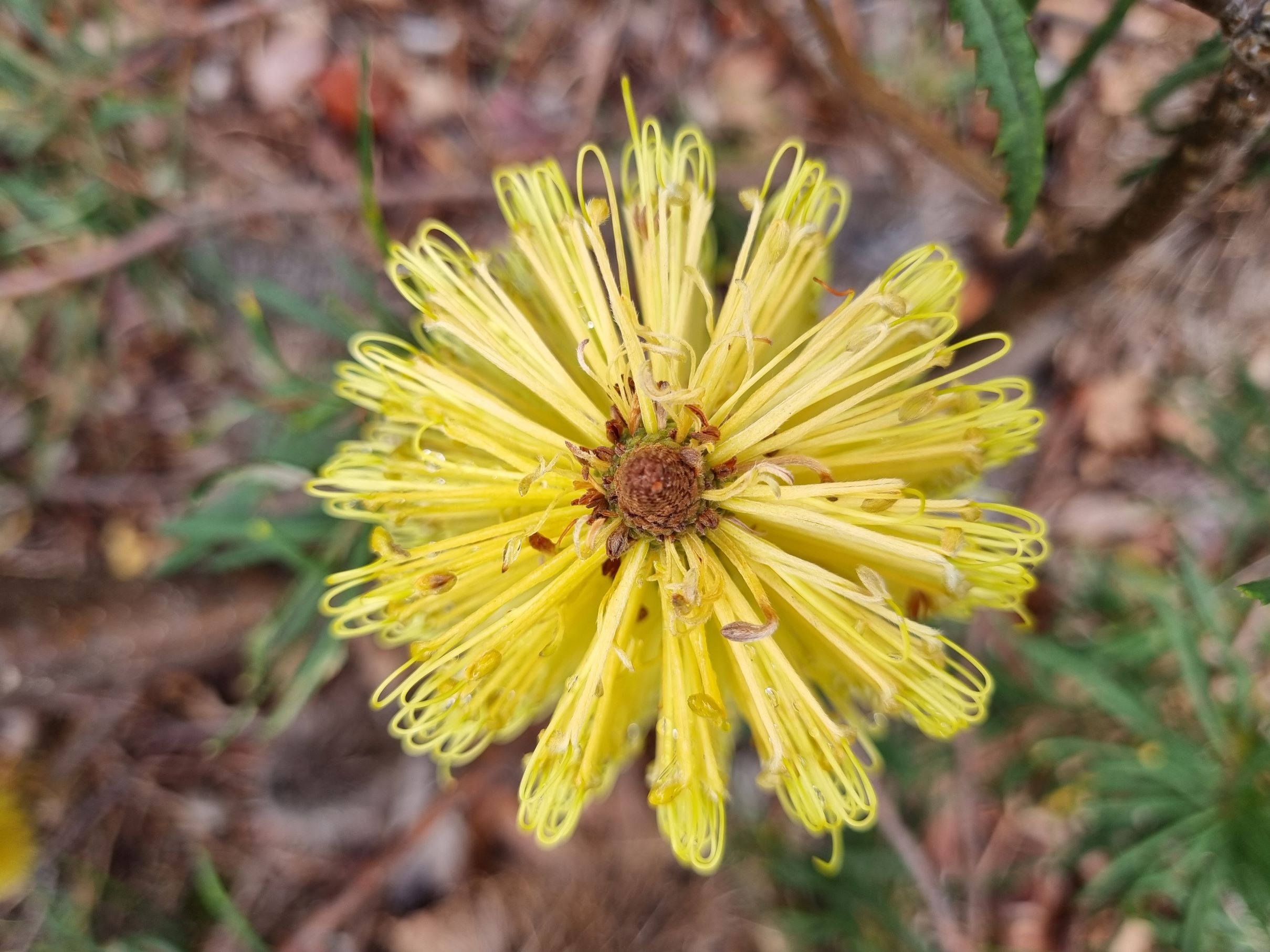 spinulosa var cunninghamii